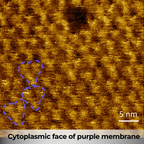 NuNano Cytoplasmic face of purple membrane