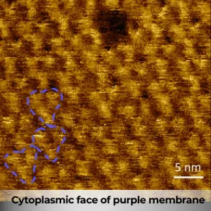 NuNano Cytoplasmic face of purple membrane