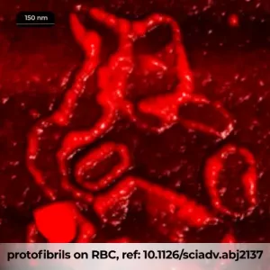 NuNano protofibrils on RBC